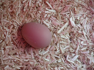 Maisy's first egg Sept082007